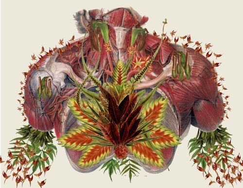 exhibition-ism: Incredible anatomical collage works from Travis Bedel - follow him on Tumblr HERE
