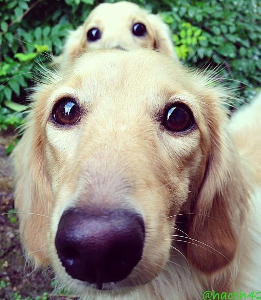 lolfactory:  Double trouble- funny tumblr