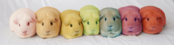 guineapiggies:  via reddit