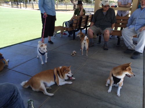 Porn Pics proctalgia:  I’m at a shiba inu party I’m