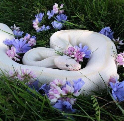 awwcutepets:This precious danger noodle could be an Instagram model