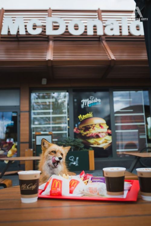 “Hi, please could I have a double big mac meal, large fries.”Freya the Fox