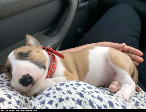 aplacetolovedogs:  Sweet Bull Terrier Pup  24 hours of driving to get him but he seemed just as happy with us and we were with him.