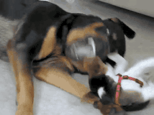 gifsboom:  Beagle Puppy Attacks Rottweiler. [video]