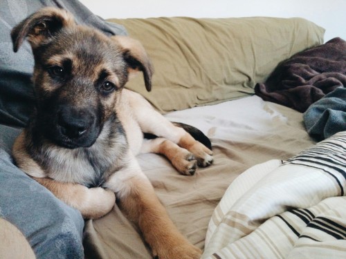 ashra-nae:  chasedreamsnotppl:  @ashra-nae look at dis lil pup 