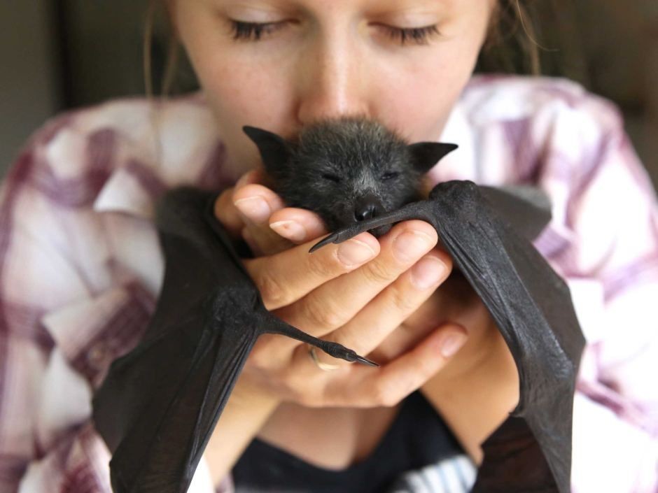 underworld-priest: save-the-bats:  doctorwh000o: Blessing your day with some cute