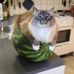 everythingfox:I can’t get over this cat on a watermelon