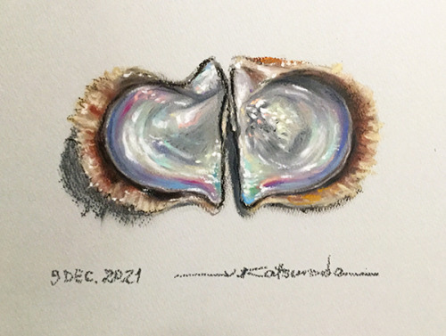 貝殻(その32)
やはりまだみずみずしいうちによく観察しておきたくて連日のアコヤガイです。対になった状態で。向かって右側はブリスターがあります。まだまだ劇的な干渉色が健在です。[6354_AE1]