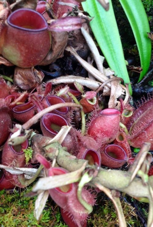 Nepenthes bicalcarata x ampullariaSome of these pitchers are soooo small that a housefly wouldn&rsqu