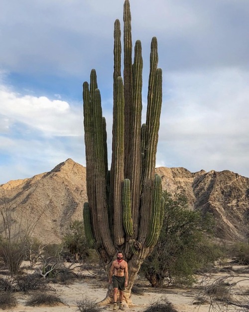 36yrs old, 6ft, 180lbs 150yrs old, 60ft, 1 ton #desert #hike #sahuaro #cacti #explore #travel (at Va