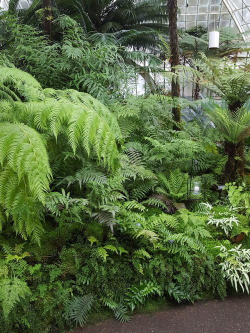 plantanarchy:The fern room is the place to be in mid-winter