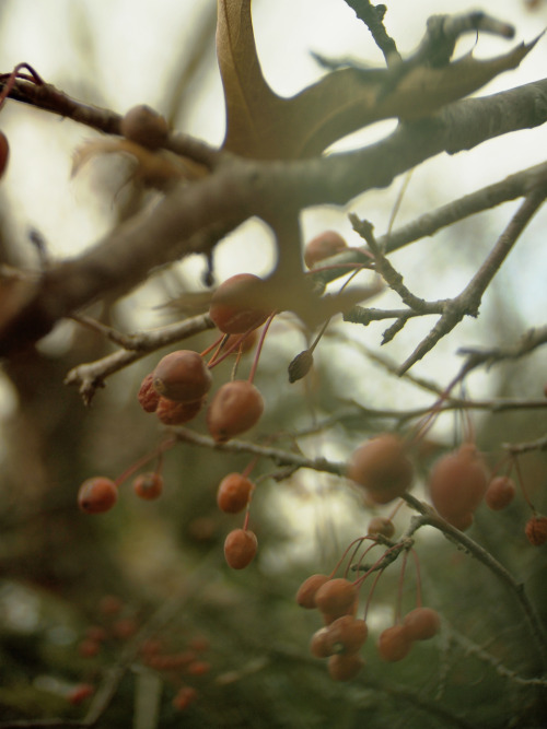 winter fruits