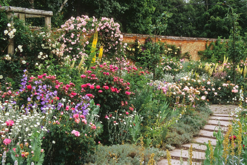 expressions-of-nature:by ukgardenphotosMottisfont Abbey Rose Garden, Hampshire, England