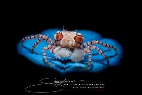 Photo by Stefano Scortegagna | InfoLybia tessellata is a species of small crab in the family Xanthid