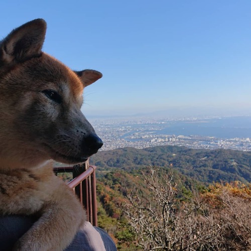 柴犬が大阪を一望。#柴犬 #柴犬14歳 #shibainu #shibastagram #shiba #dogstagram #dog #犬 #日々文珍 #六甲山観光株式会社 #六甲ミーツアート202