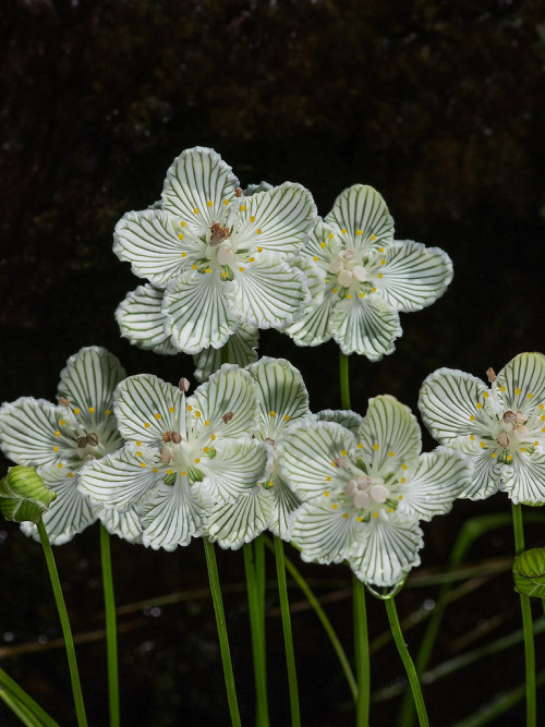 natureisthegreatestartist:What kind of flower is this? It’s Parnassia, whose petals look as if someo