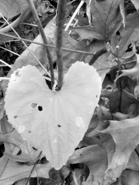thoughtsofasubgirl: What is a Dominant Man? On my hike today i found this beautiful leaf.  As i