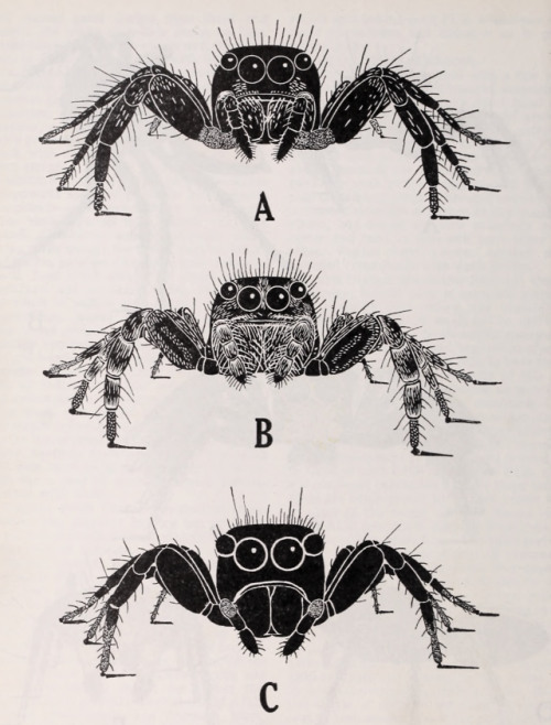 nemfrog: Frontal view of adult jumping spiders. Zoologica. 1948.Internet Archive