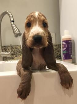 awwww-cute:  Pupper or seal? We may never