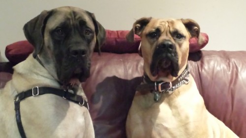 My Puppies! They Are What Has Kept Me From Giving Up And Letting Depression Win.