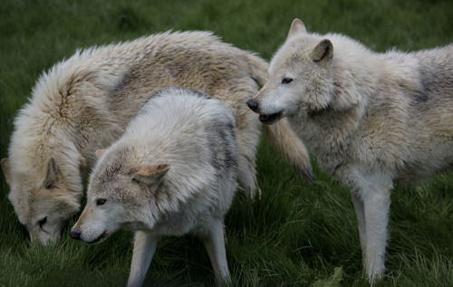wolvenrealm:  By Robert McDonagh  