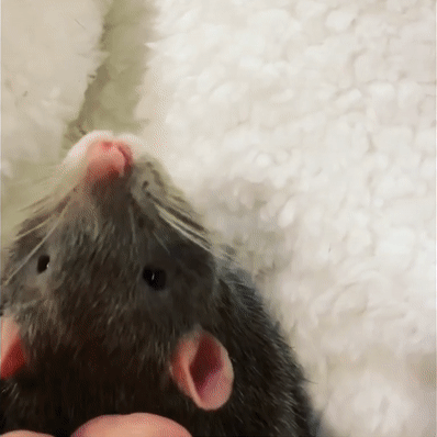 cypric-rat-hyperfixation:Boggle boy…. give him the best pets…Please credit back here if you repost
