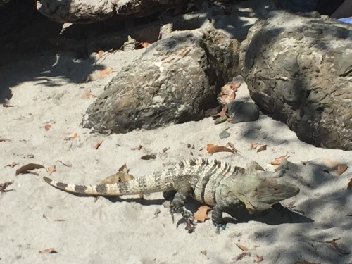 IGUANA MANUEL ANTONIO, COSTA RICA@eatlovetravelcostarica