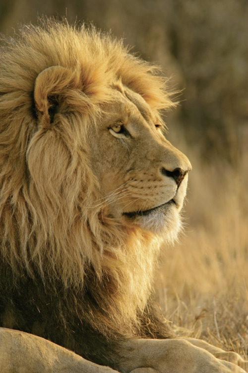 wonderous-world:  African Lion by Kuoni Travel