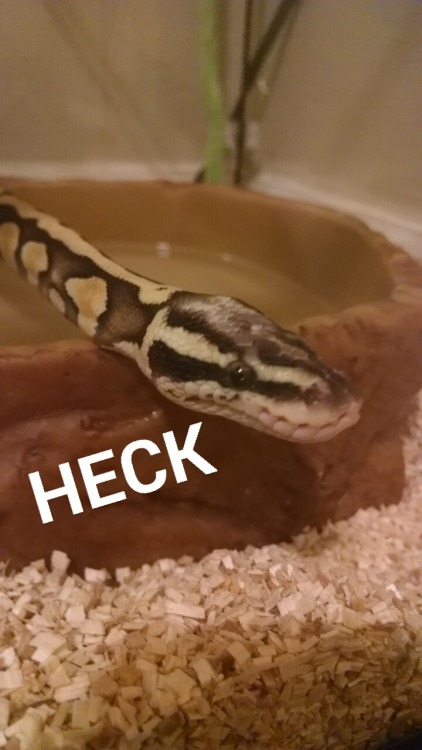 mysticalalpacas:Ok but my snake is adorable!