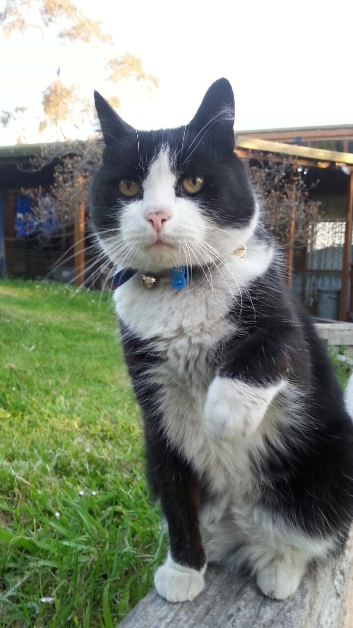 perriidott:  This cat either looks extremely impressed or really surprised 