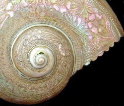 pearl-nautilus: Sea Shell Carving source: 