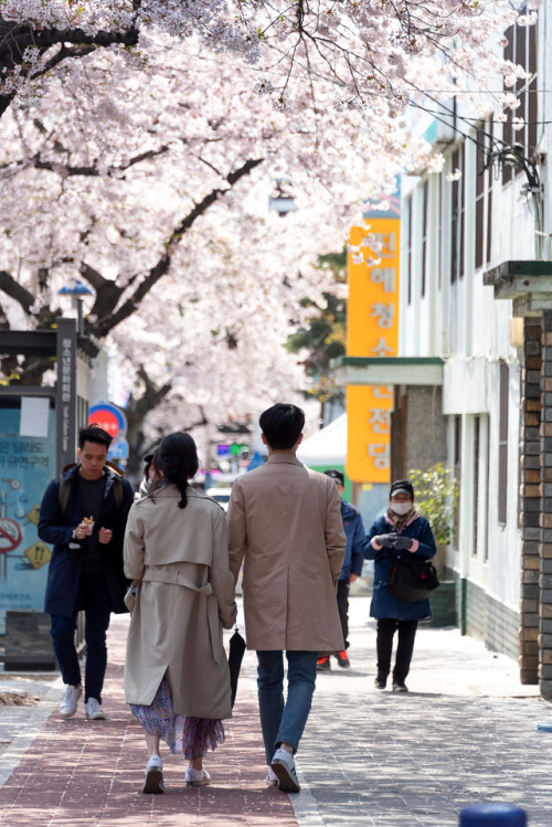 DSLR shots of the cherry blossoms of Jinhae during the annual Gunhangje Festival.