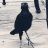 the-raven-review:☆Kitchen witchery☆
