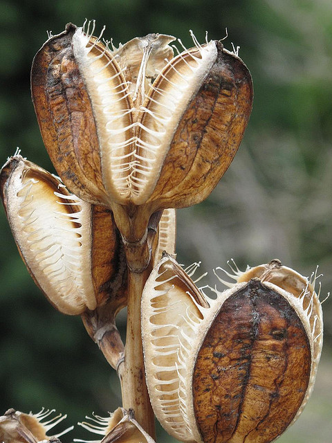 sixpenceee:  The creepy looking plants are adult photos