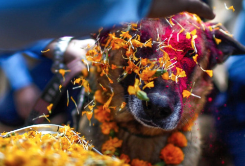 irontemple:o-kaytee:  nubbsgalore: for nepalese hindus, today is kukur puja, the second day of the five day tihar festival, nepal’s version of diwali. literally meaning “worship of dogs,” kukur puja is dedicated to honouring our special relationship