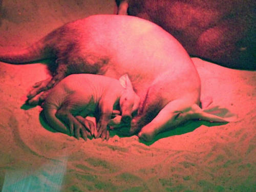 Baby Aardvark by Oraa