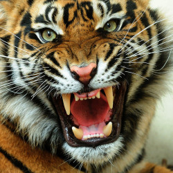 earthlynation:  (via Angry Tiger | Flickr