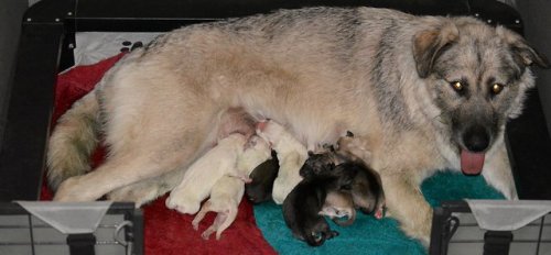 direwolfdog - NEW AMERICAN ALSATIAN PUPPIES HAVE ARRIVED!!!! at...