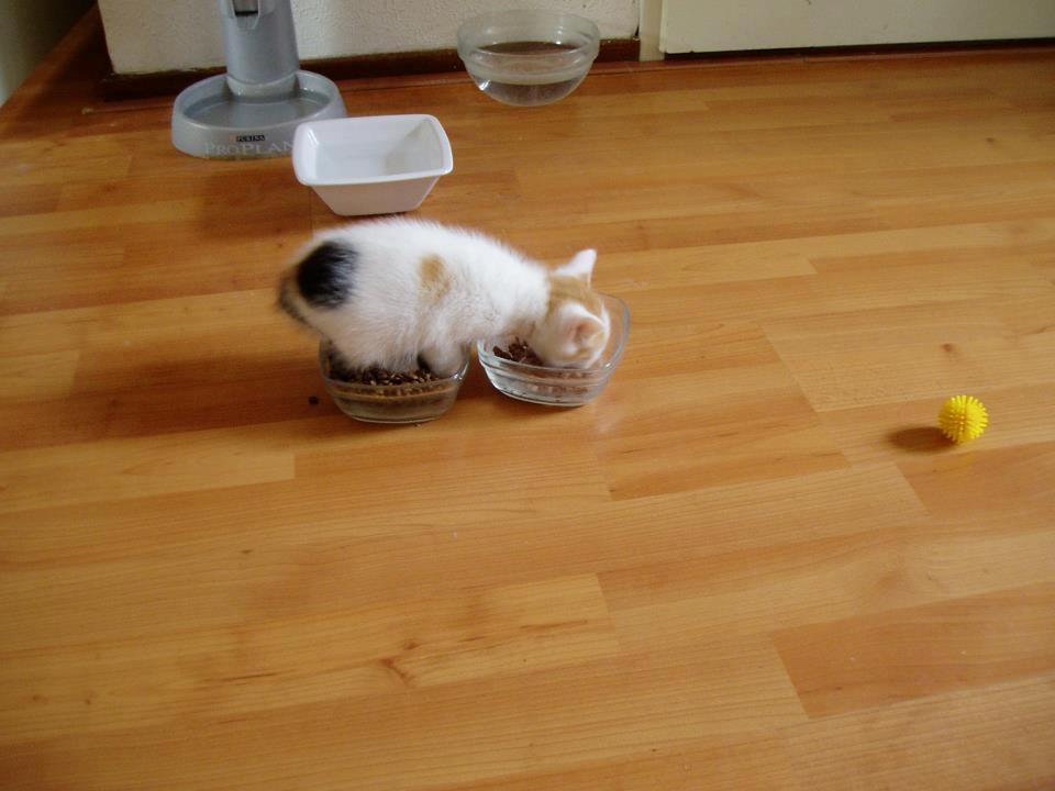 catsbeaversandducks:  “Both mine!” Photo via Cat and Crow Children’s Book
