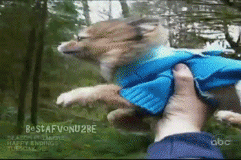huffingtonpost:  28 Dogs Who Are Winning At Life 