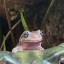 froggoverlord