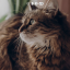 10seriouscat