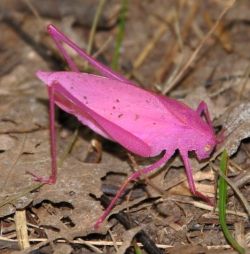 sixpenceee:  Pink Katydids or crickets, commonly green, its pink color is the result of a genetic mutation known as erythrism, similar to the recessive genes that afflicts albino animals.