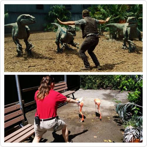 nerdistindustries:  FTW. Zookeepers and trainers around the world are recreating Chris Pratt’s famous raptor pose from Jurassic World.Check out a round-up of our favorite poses on Nerdist.com!