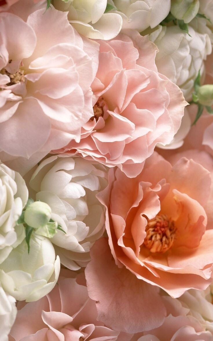 miss-mandy-m: Peonies