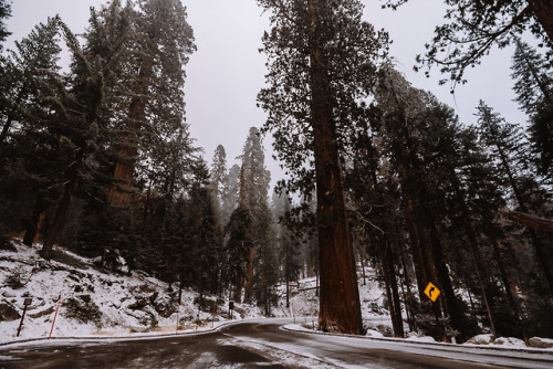 jasonincalifornia:  Snowy Sequoia Roads  Instagram////Prints 