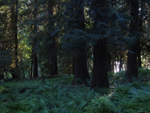 Fern to Cedar by Paden Gould