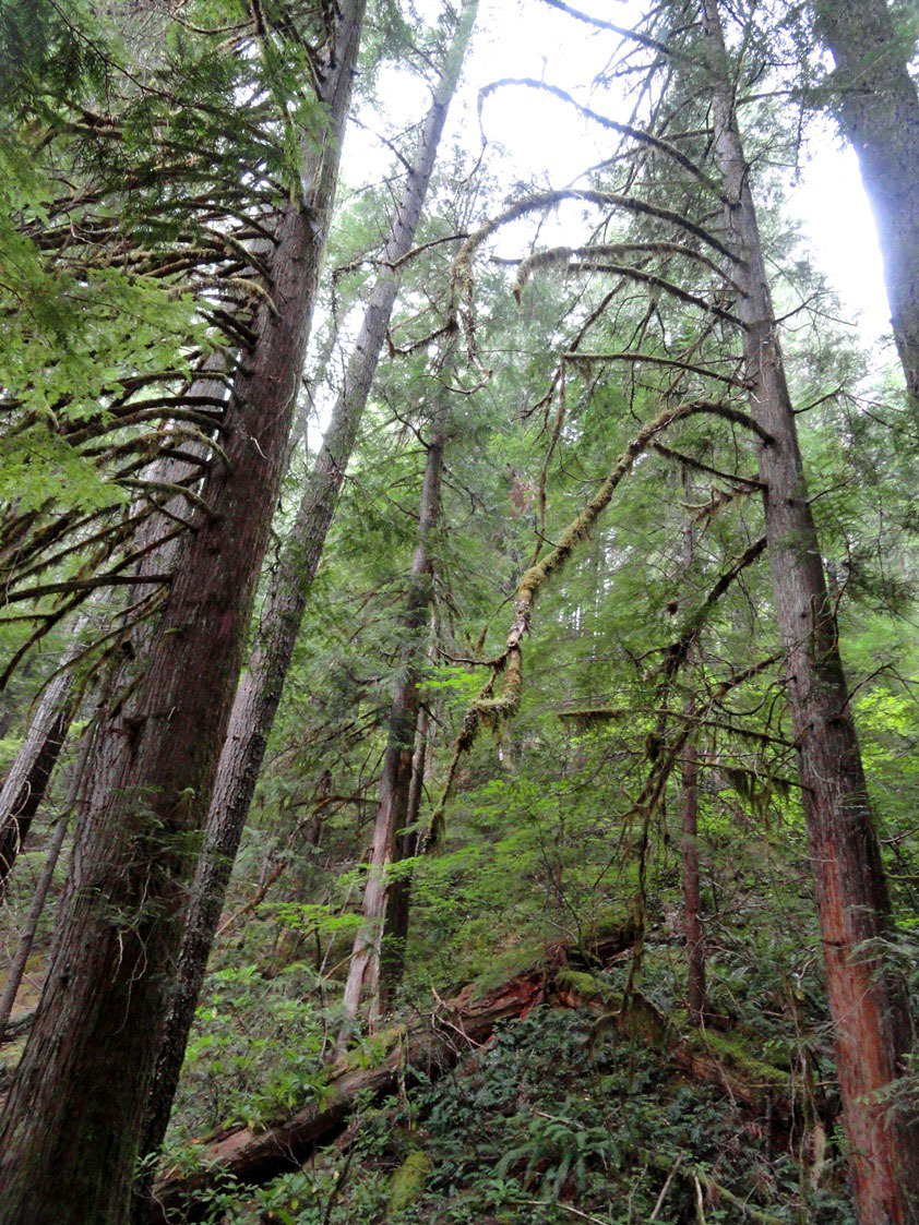 earthen-empress:  wyeasttokaala: Toketee Falls Trail Along Umpqua Highway (OR-138)