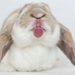 princessbunnybunofdoom:  SQUISHY BUNNY TONGUE