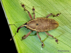 ecuadorlife:   	Weevil by Andreas Kay  